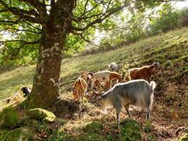 ovelhas no campo durante o pôr do sol. estilo de vida rural e criação de animais. grupo de ovelhas domésticas no Prado comendo grama. ovelhas pastam nas pastagens na montanha. foto