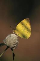 delírios Eucaristia é uma lindo e ativo dia amarelo borboleta. olhando para Comida durante a dia empoleirado em uma canteiro de flores dentro procurar do a doce odor do flores dentro natureza dentro Primavera. foto