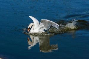 lindo cisne flutua no lago foto