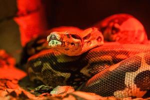 serpente Pitão fechar-se debaixo vermelho luz foto