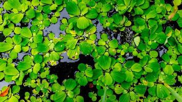 bela e incrível planta de água verde foto