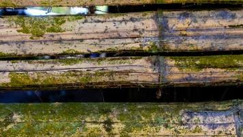 textura de parede de bambu musgoso como pano de fundo foto