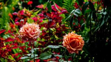 lindas e deslumbrantes flores rosas como pano de fundo foto