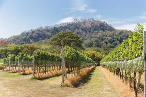 Vinhedo linha dentro montanhoso fundo com azul céu. foto