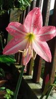 hippeastrum estriado flor dentro Rosa cor foto