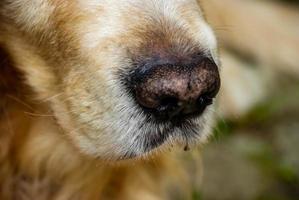close-up do nariz do cachorro