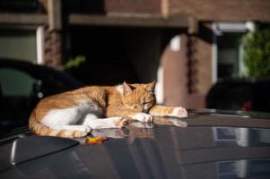 uma ruivo gato é deitado e dormindo em a cobertura do uma carro foto