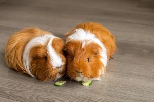 dois cabeludo Guiné porcos estão sentado em a chão e roendo uma pepino foto