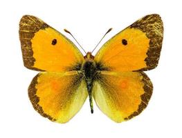 borboleta amarela nublada comum foto