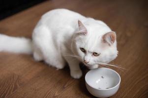 fofa branco fofo gato sentado Próximo para a esvaziar prato foto