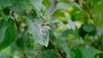 maçã árvore ramo com verde folhas afetado de uma fungoso doença ferrugem. deficiência ou excesso do elementos e microelementos do plantar nutrição, doença. ferrugem pontos do fungoso doença em a maçã árvore. foto