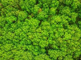 bela vista aérea de árvores na floresta foto