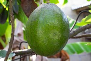 abacate fruta árvore plantas, fresco semente plantas para suco foto