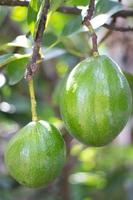 abacate fruta árvore plantas, fresco semente plantas para suco foto