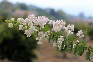 Primavera flores dentro a cidade parque. foto