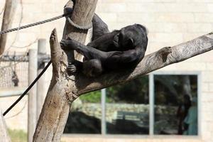 a macaco vidas dentro uma jardim zoológico dentro Israel. foto