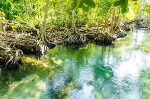 uma floresta de mangue no rio verde em Krabi foto