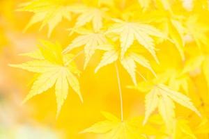 folhas de bordo amarelas foto