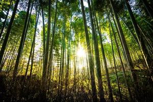 bela floresta de bambu em arashiyama, kyoto foto