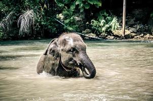 elefante bebê gosta de jogar água nos riachos dos rios foto