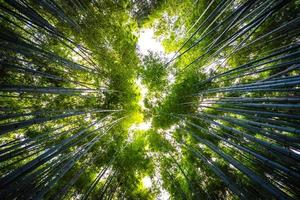 bela floresta de bambu em arashiyama, kyoto foto