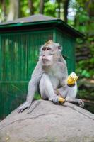 pensativo macaco comendo sentado em uma pedra foto