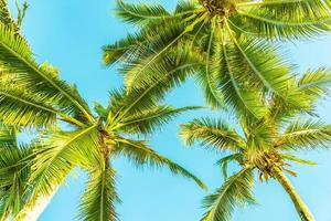 belas palmeiras tropicais foto
