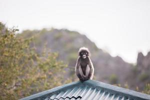 macaco sentado em um telhado foto