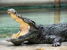 crocodilo com a boca aberta foto