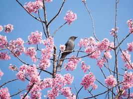 pássaro empoleirado em uma árvore de flor rosa foto