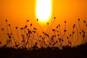 silhuetas de plantas ao pôr do sol