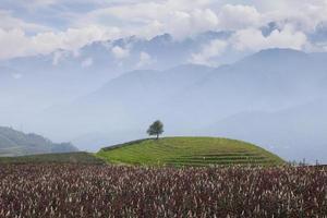 árvore em uma colina verde foto