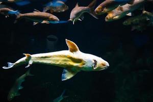 embaixo da agua foto do a peixe-gato siluro glanis. maior predatório peixe dentro europeu lagos e rio.
