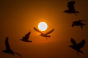 silhueta de gaivotas ao pôr do sol foto