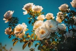 branco arbusto rosas em uma fundo do azul céu dentro a luz solar. lindo Primavera ou verão floral fundo foto