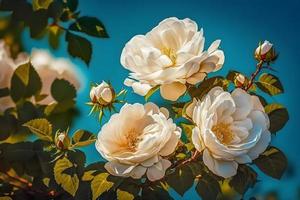 branco arbusto rosas em uma fundo do azul céu dentro a luz solar. lindo Primavera ou verão floral fundo foto