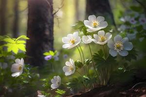lindo branco flores do anêmonas dentro Primavera dentro uma floresta fechar acima dentro luz solar dentro natureza. Primavera floresta panorama com floração prímulas foto