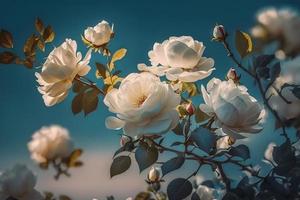 branco arbusto rosas em uma fundo do azul céu dentro a luz solar. lindo Primavera ou verão floral fundo foto