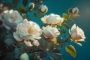 branco arbusto rosas em uma fundo do azul céu dentro a luz solar. lindo Primavera ou verão floral fundo foto