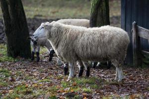 ovelhas em um campo na Alemanha foto