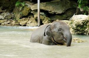 elefante bebê gosta de jogar água nos riachos dos rios foto