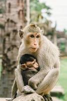 macacos em angkor wat no camboja