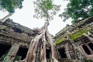 templo ta prohm coberto de árvores em angkor, siem reap, camboja foto