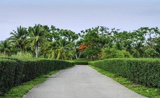 verde cerca com caminho caminho dentro jardim foto