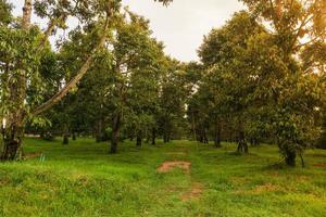 durian plantação dentro Tailândia Fazenda foto