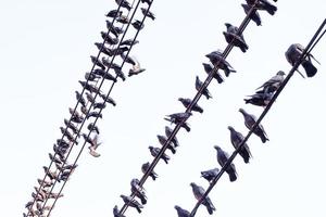 grupo do pombos sentado em fio em branco backgorund foto