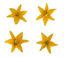 conjunto do amarelo flor lírio foto