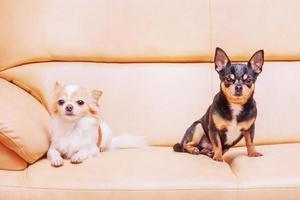 dois chihuahuas em uma bege sofá. dois cachorros Preto e branco estão em repouso. foto