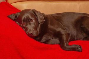 uma Preto labrador mentiras em uma vermelho cobertor. cachorro em a sofá. uma animal. labrador retriever é novo. foto