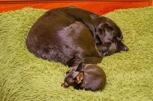 uma labrador cachorro é dentro foco, e uma chihuahua é desfocado. dois cachorros estão dormindo em uma verde cobertor. foto